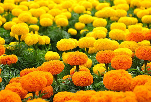 Da trắng hồng nhờ các loài hoa (1) Da trắng hồng nhờ các loài hoa (1)