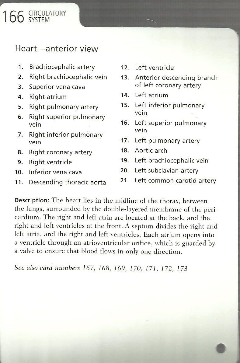 Flashcard Barron S Anatomy Allmed vrogue.co