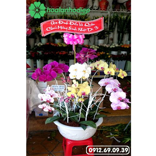 shop-hoa-lan-ho-diep-o-ha-noi