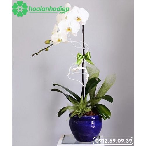 chau-lan-ho-diep-1-canh