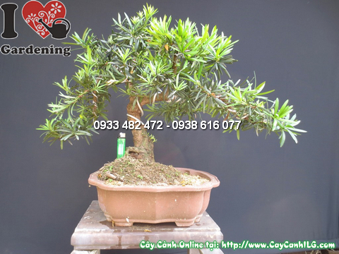 Cay-la-han-tung-bonsai-50cm-chinh-dien-1 (2)