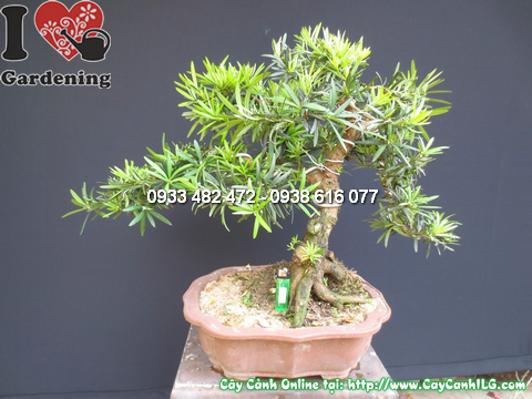 Cay-la-han-tung-bonsai-50cm-chinh-dien-1 (2)