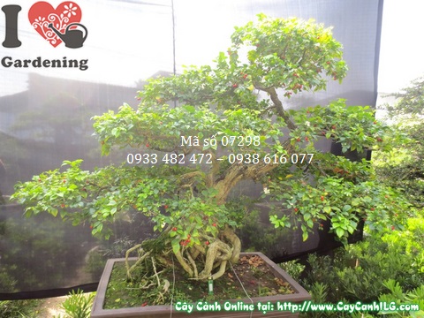 Cay nguyet que bonsai 