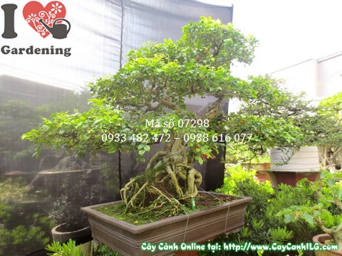 Cay nguyet que bonsai 