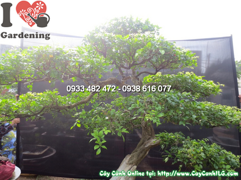 Cay nguyet que bonsai