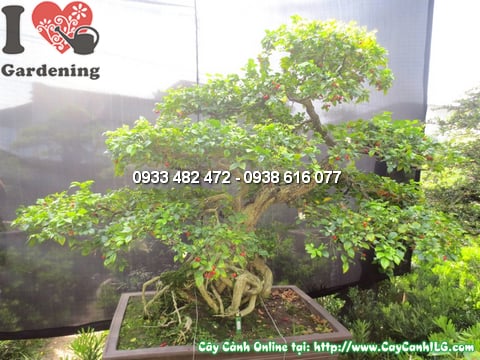 Cay-quy-bonsai-135cm-chinh-dien-9 (3)