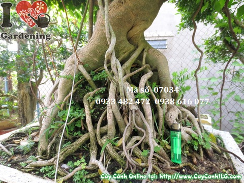 Cay sanh bonsai 