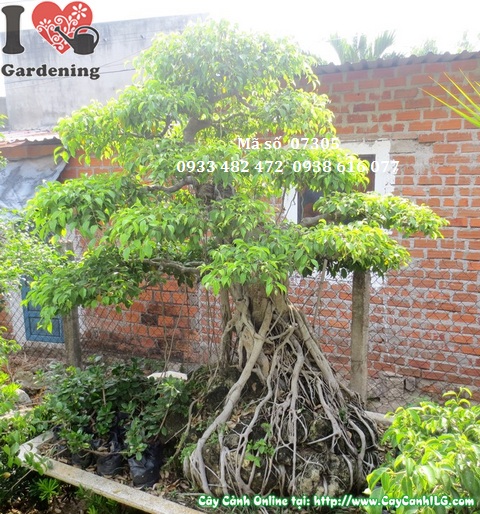 Cay sanh bonsai