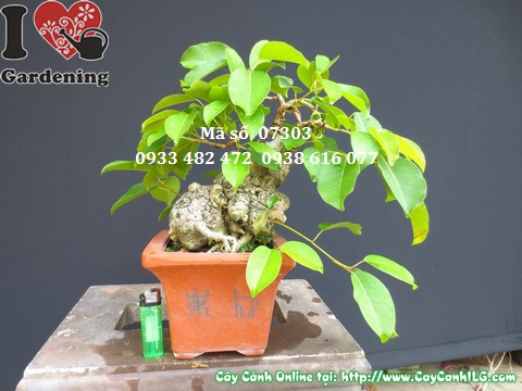 Cay sop bonsai mini 25cm chinh dien (2)
