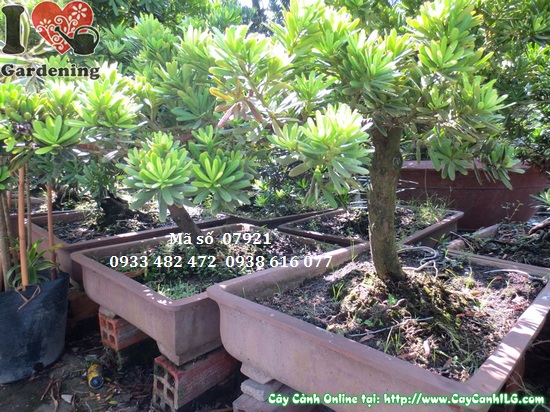 Cay van nien tung kim cuong bonsai dang nghieng (1)