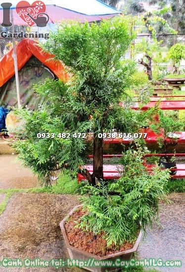 cay bach xanh bonsai cao 1m 
