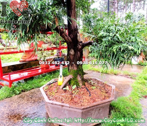 cay bach xanh bonsai cao 1m 