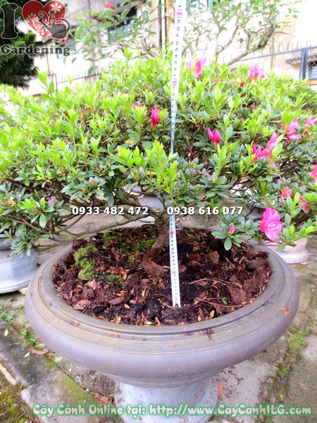 cay do quyen bonsai hoa hong dam cao 55cm