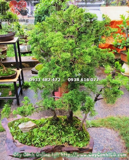 cay duyen tung bonsai cao 90cm 