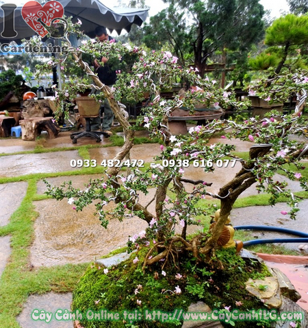 cay hong loan mai bonsai tieu canh cao 50cm