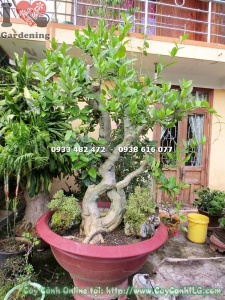 cay mai xanh bonsai cao 1.7m 