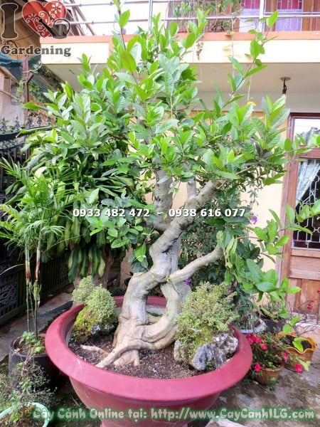 cay mai xanh bonsai cao 1.7m (9)