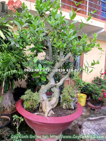 cay mai xanh bonsai cao 1.7m 