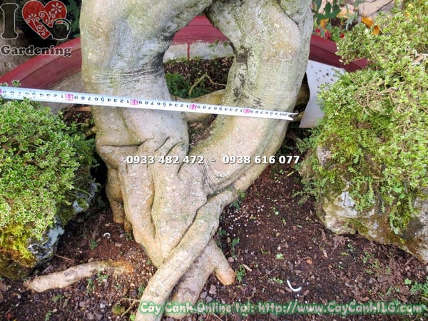 cay mai xanh bonsai cao 1.7m