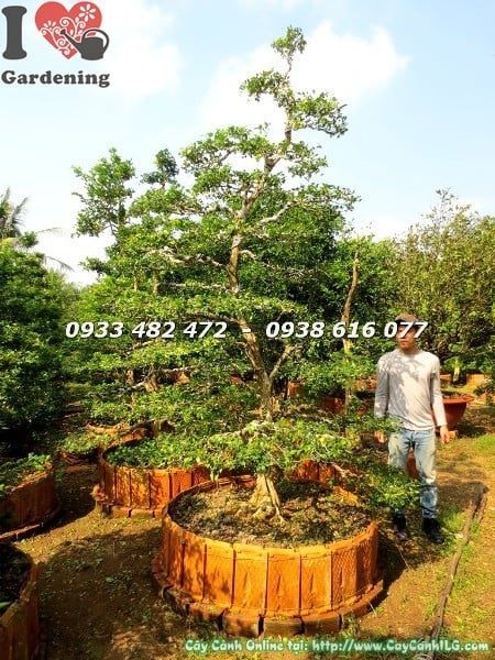 cay nguyet que bonsai cao 3m (3)