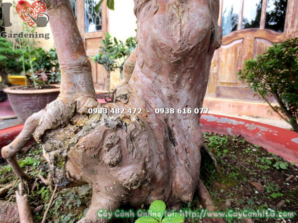 cay oi sim nhat bonsai cao 1.7m (6)