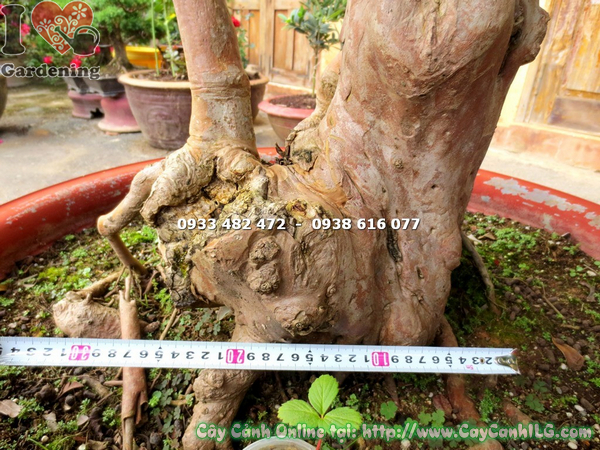 cay oi sim nhat bonsai cao 1.7m (7)