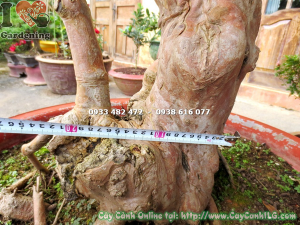 cay oi sim nhat bonsai cao 1.7m (8)