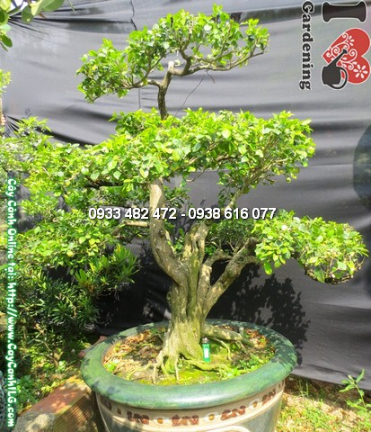 ay-quy-bonsai-gia-100cm