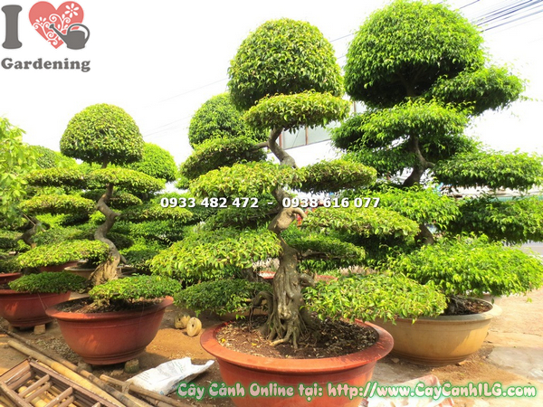 cay xanh bonsai kieng co trung 2m
