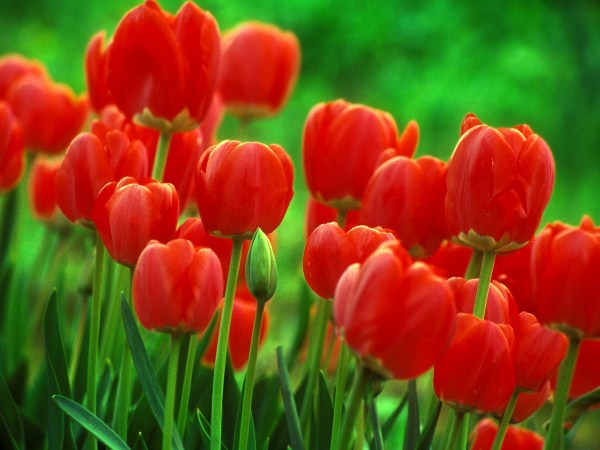 cay hoa tulip