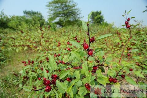 quà tết doanh nghiệp 3