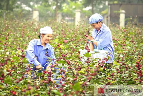 quà tết gia đình chồng 3