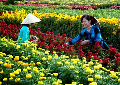 hội hoa ngày tết