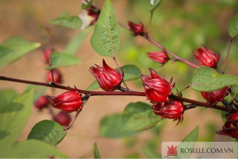 rượu vang ngày tết 3
