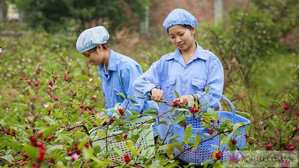 mua quà tết ở đâu 2