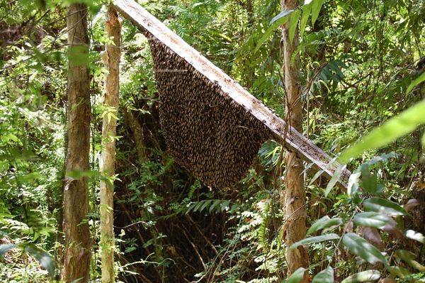 Image result for san mat ong rung u minh