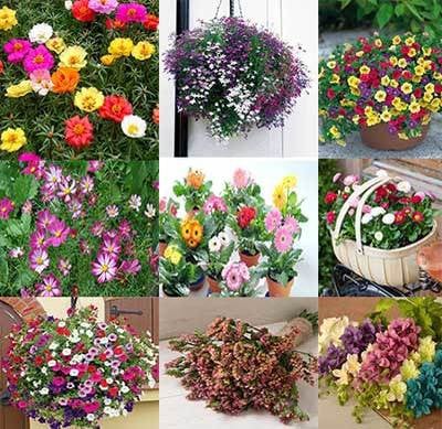 Combo 10 loại hoa mùa thu tiết kiệm 44%