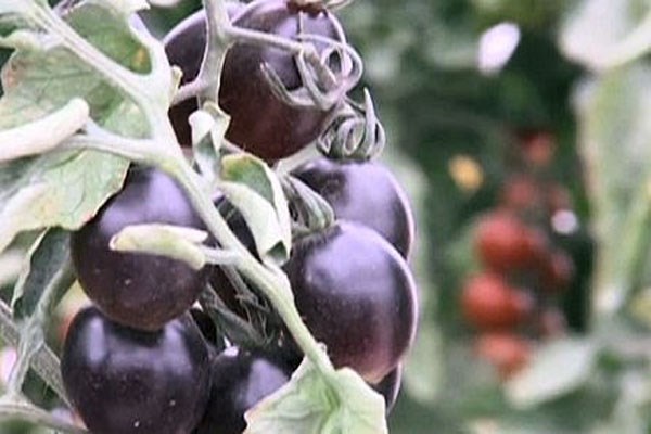 Cà chua đen có khả năng chống ung thư cho nhân loại