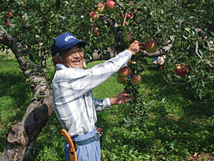 Kimura trồng táo không bón phân