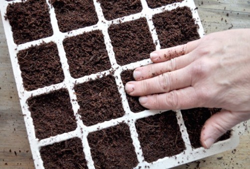 Prepare the tray, soil and seeds to plant red radish