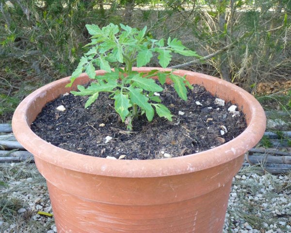 trồng cà chua tại nhà 4