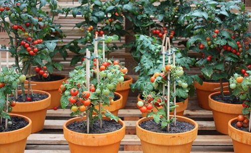 trồng cà chua tại nhà 3