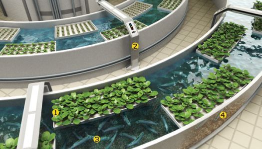 Hệ trống Aquaponics - trồng rau nuôi cá