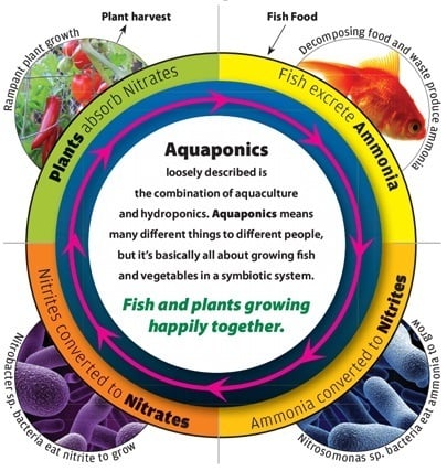 Hệ trống Aquaponics - trồng rau nuôi cá