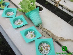 Đá trân châu, đá perlite