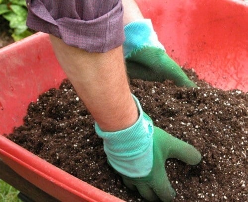 trồng cây cảnh, rau sạch trong chậu tại nhà