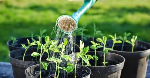 trồng cây cảnh, rau sạch trong chậu tại nhà