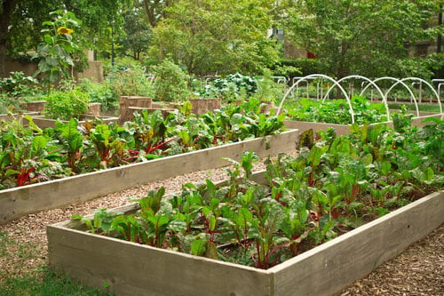 23 ý tưởng thiết kế mẫu vườn rau đẹp tại nhà cho các không gian khác