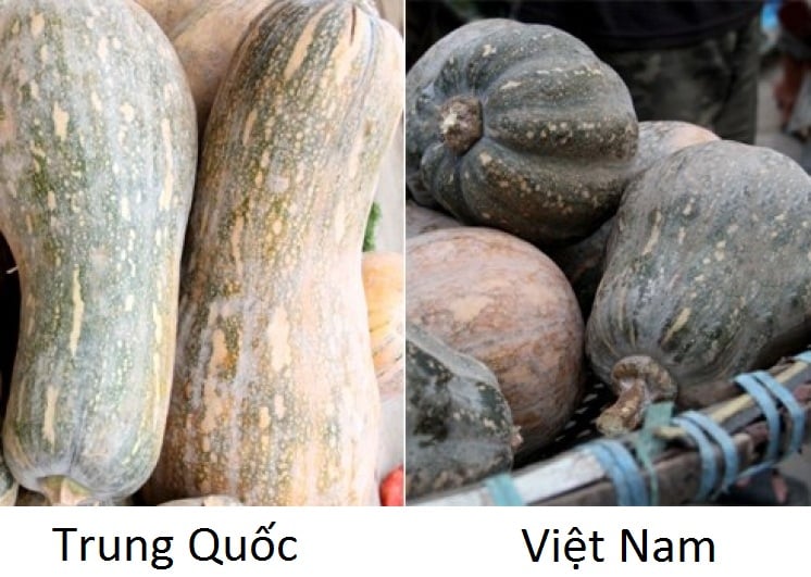 phân biệt 13 loại rau, quả Việt Nam - Trung Quốc