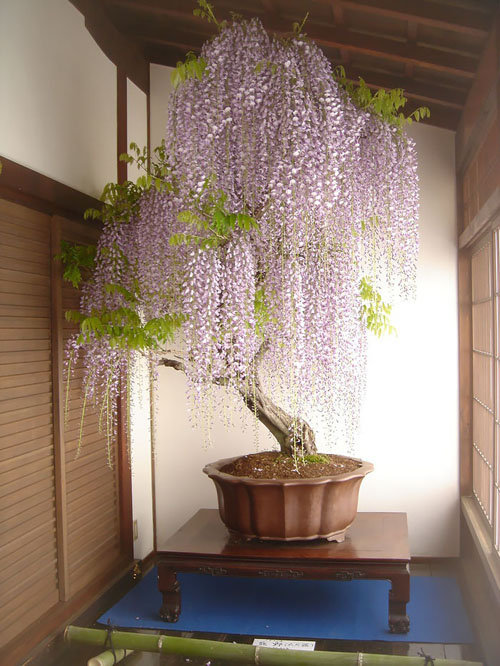 17-chau-bonsai-hoa-qua-tuyet-dep-nen-co-trong-nha-ban-phan-trun-que-1